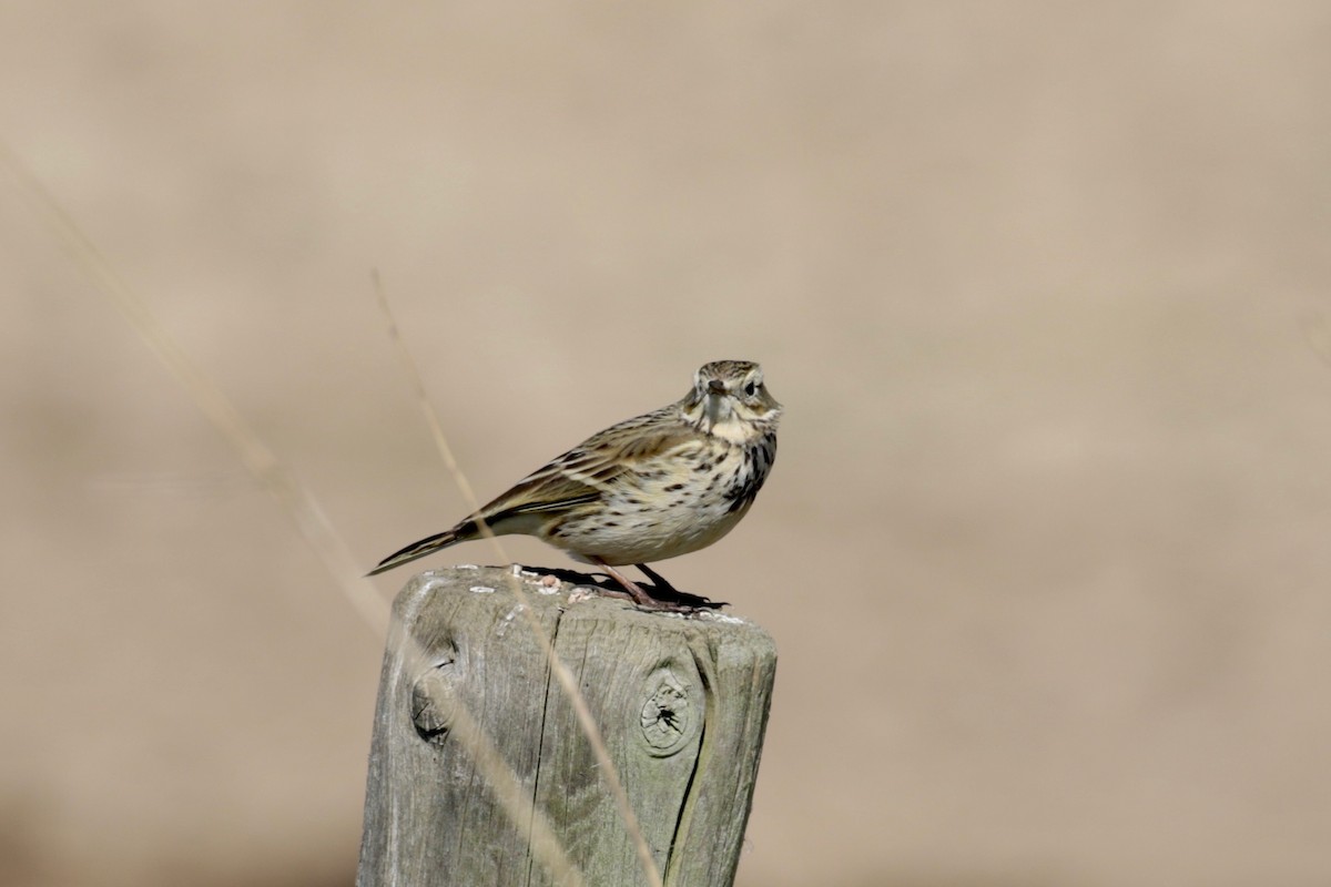 Meadow Pipit - ML225188011