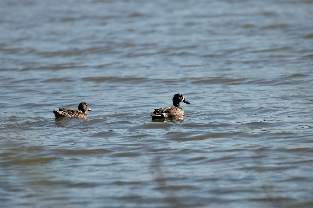 Blue-winged Teal - ML225189061