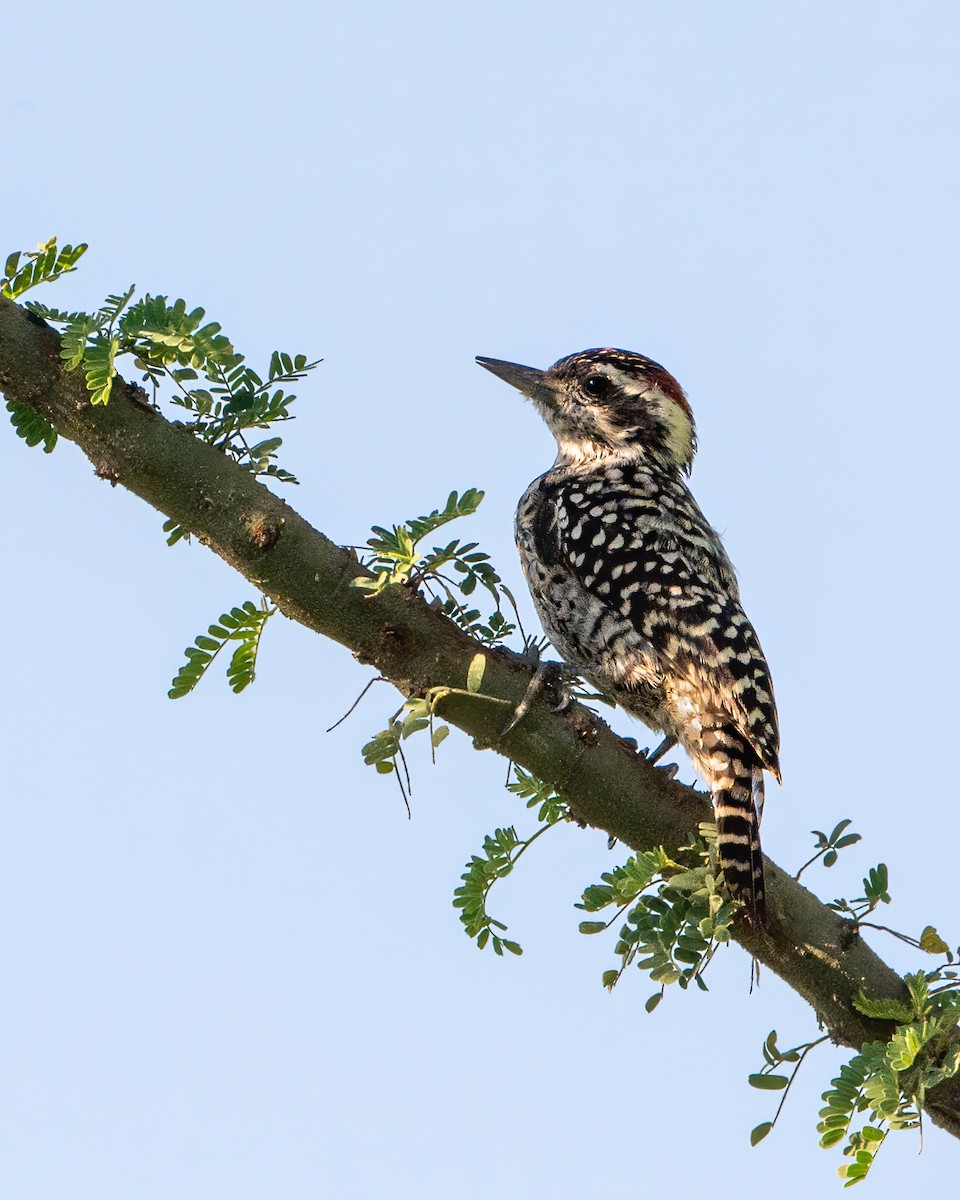 Checkered Woodpecker - Adrian Eisen Rupp