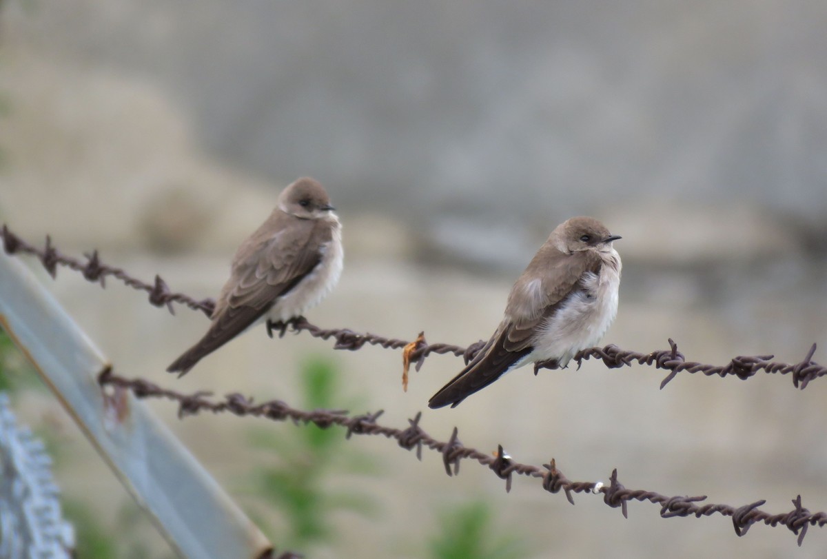 Northern Rough-winged Swallow - ML225193721