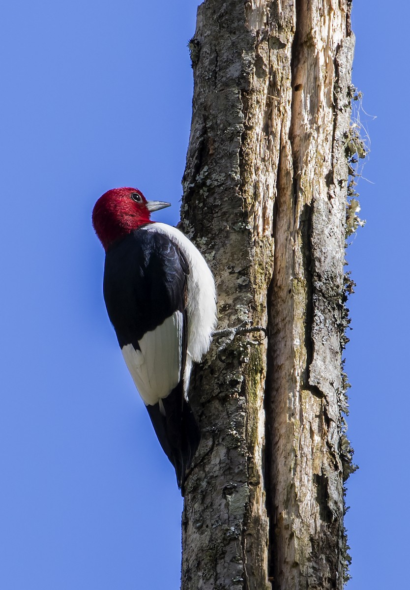 Red-headed Woodpecker - Jason Lott