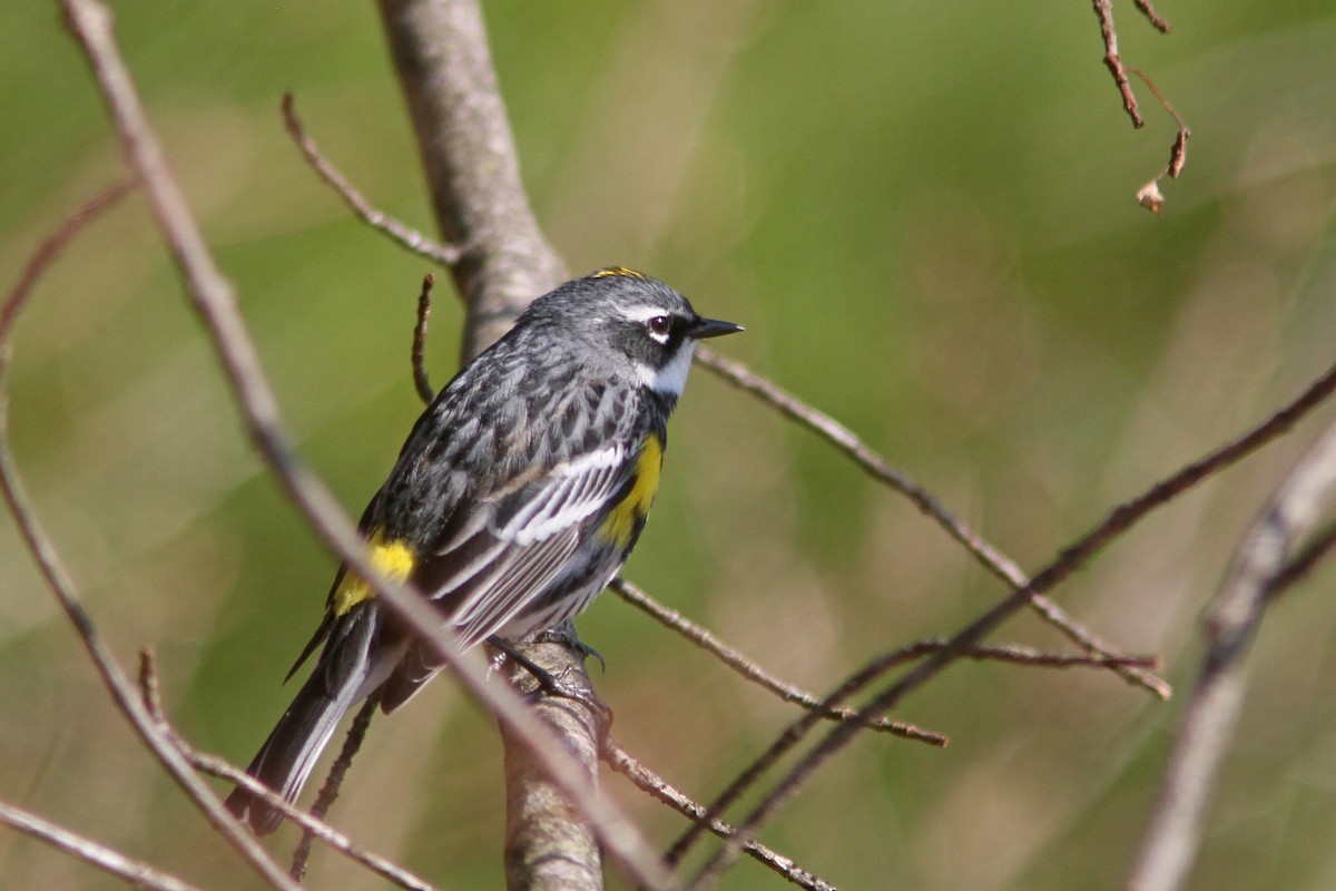 Yellow-rumped Warbler (Myrtle) - ML225198611