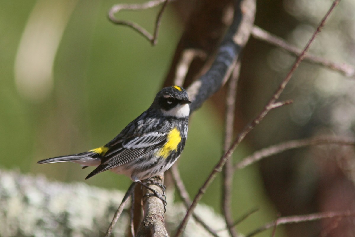 Yellow-rumped Warbler (Myrtle) - ML225198641