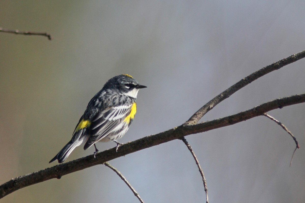 Yellow-rumped Warbler (Myrtle) - ML225198671