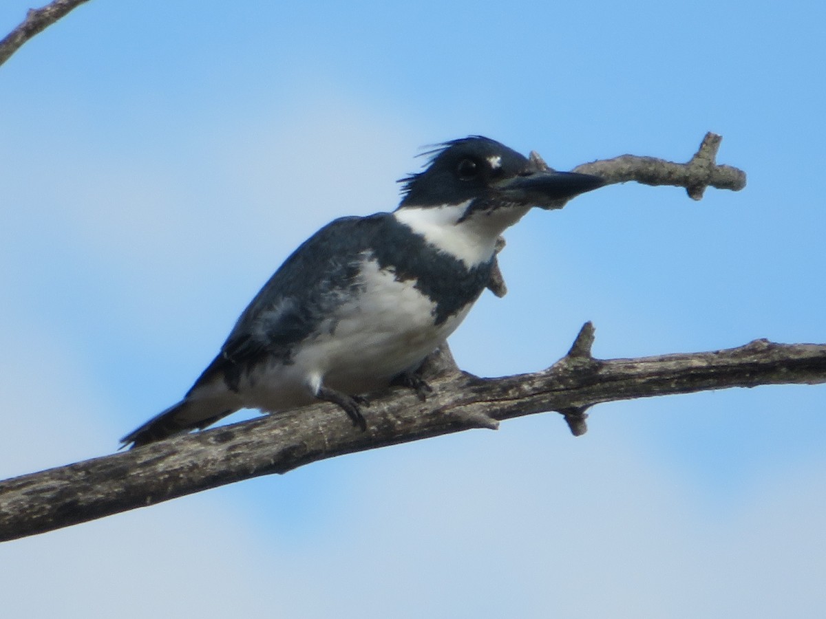 Belted Kingfisher - ML225199041