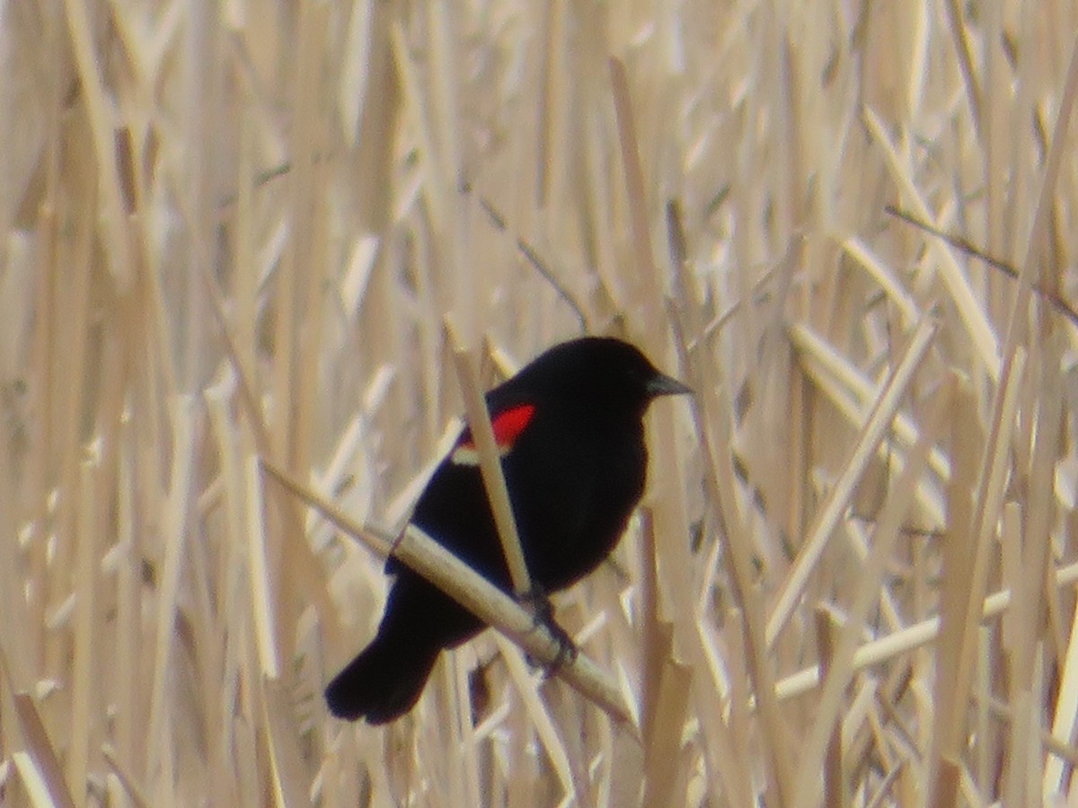 Red-winged Blackbird - ML225199541