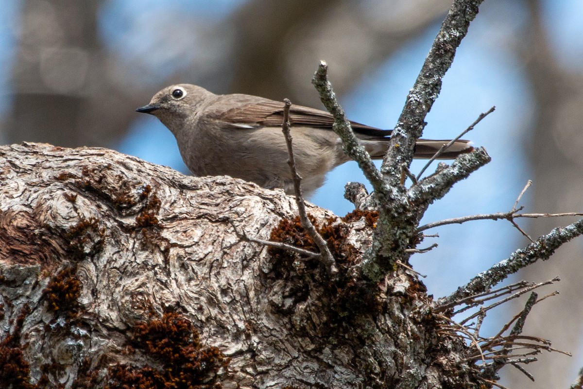 Townsend's Solitaire - ML225201861