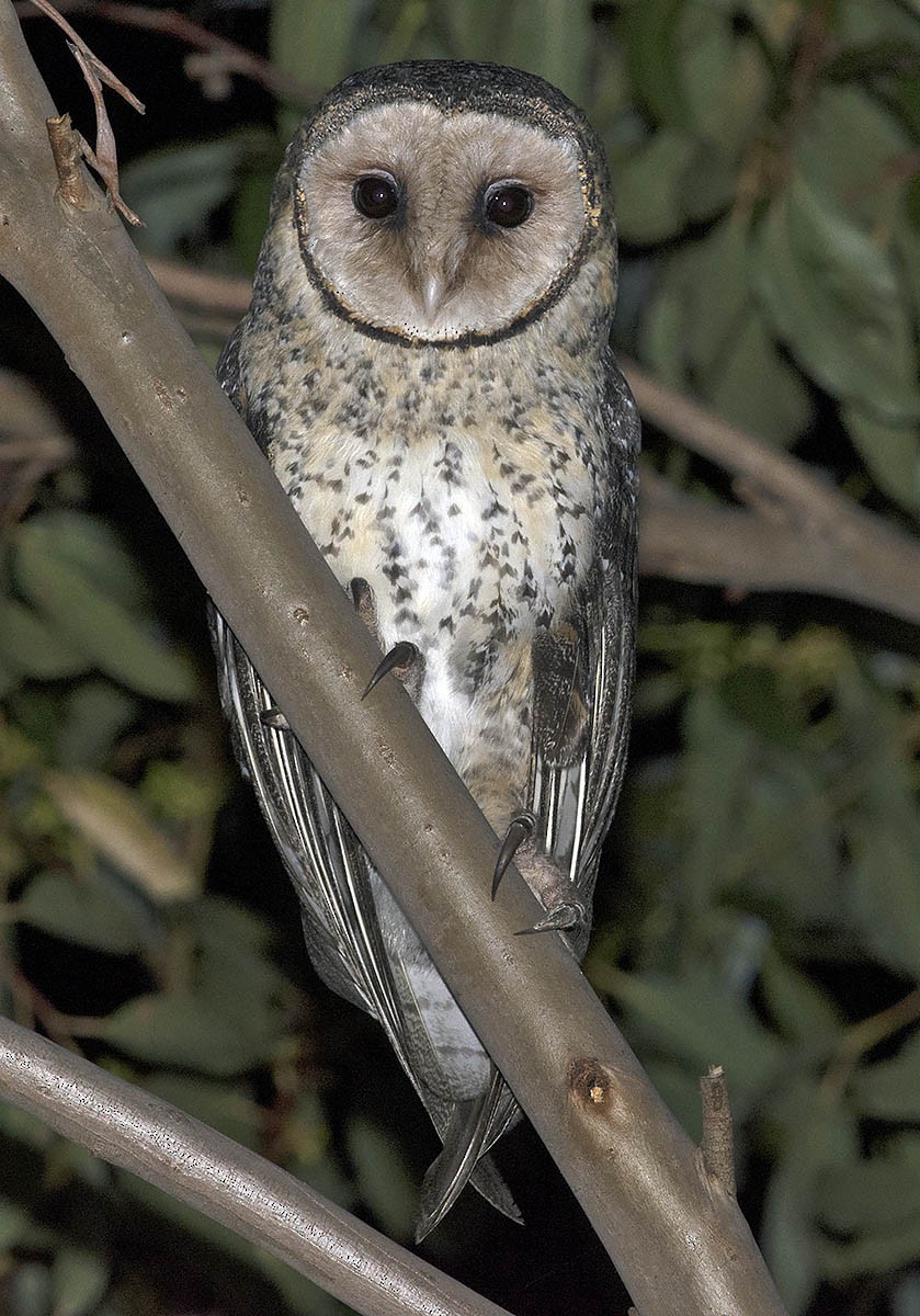 Australian Masked-Owl - ML22520351