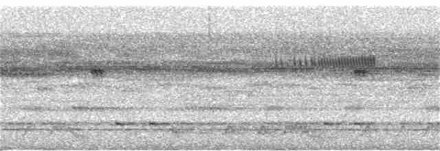 Short-tailed Nighthawk (nattereri) - ML225203981
