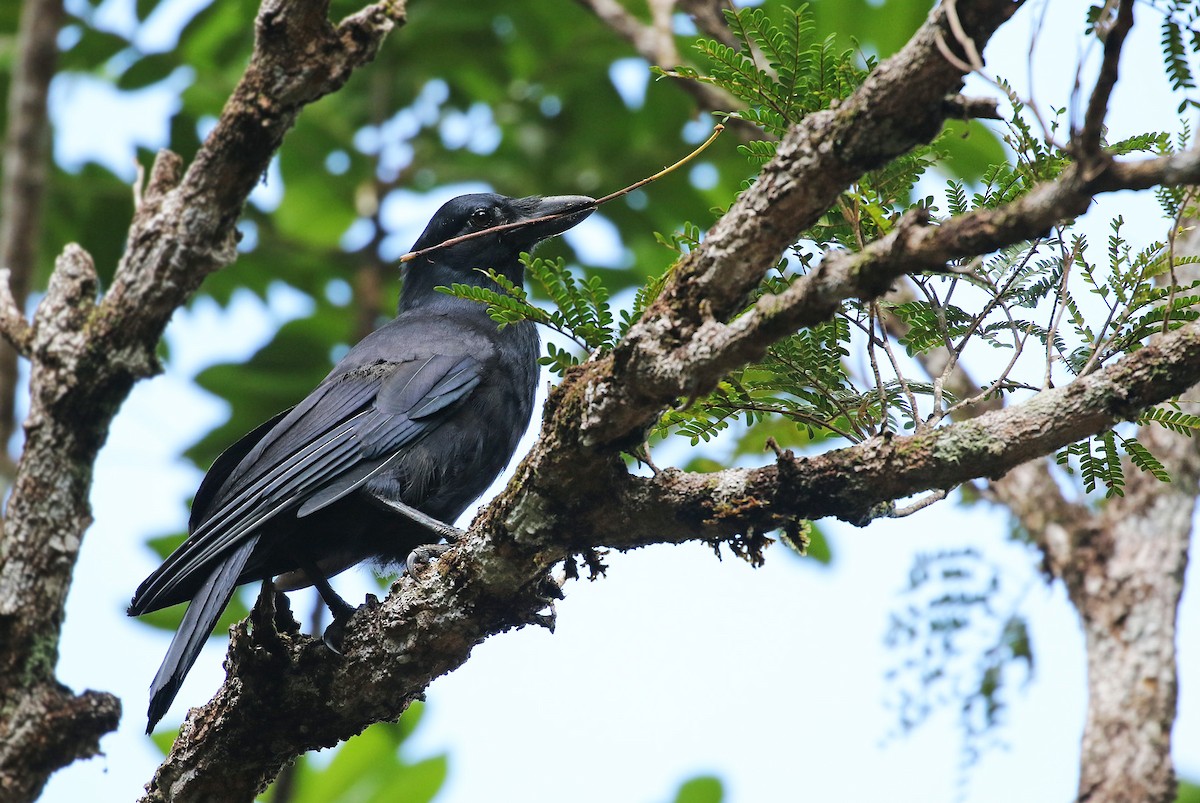New Caledonian Crow - ML22520631