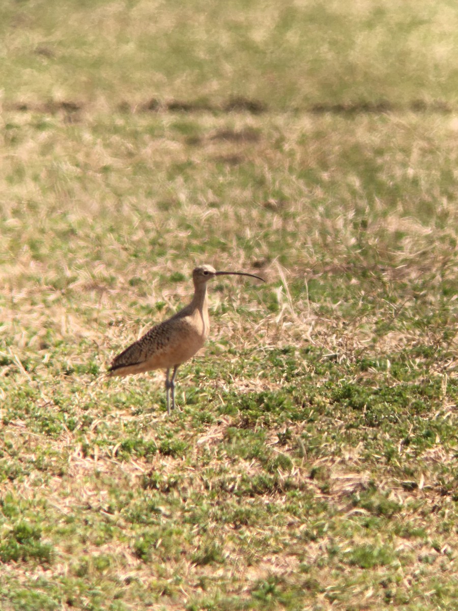 Long-billed Curlew - ML225208721