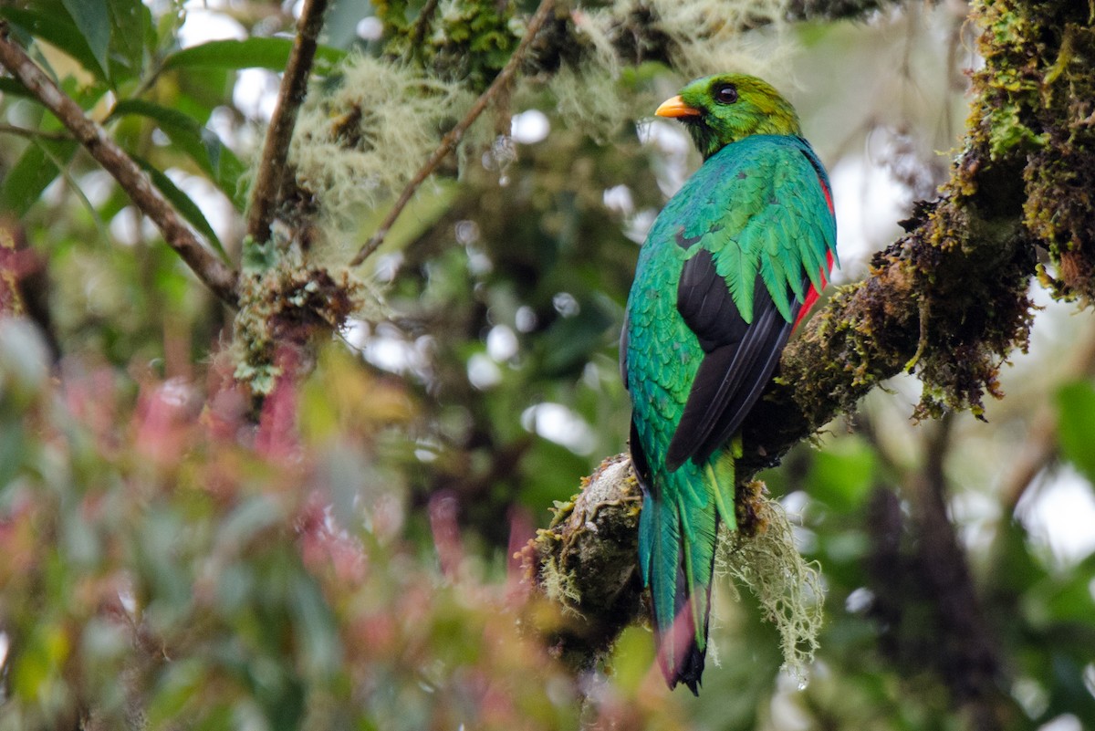 Quetzal Cabecidorado - ML225220351