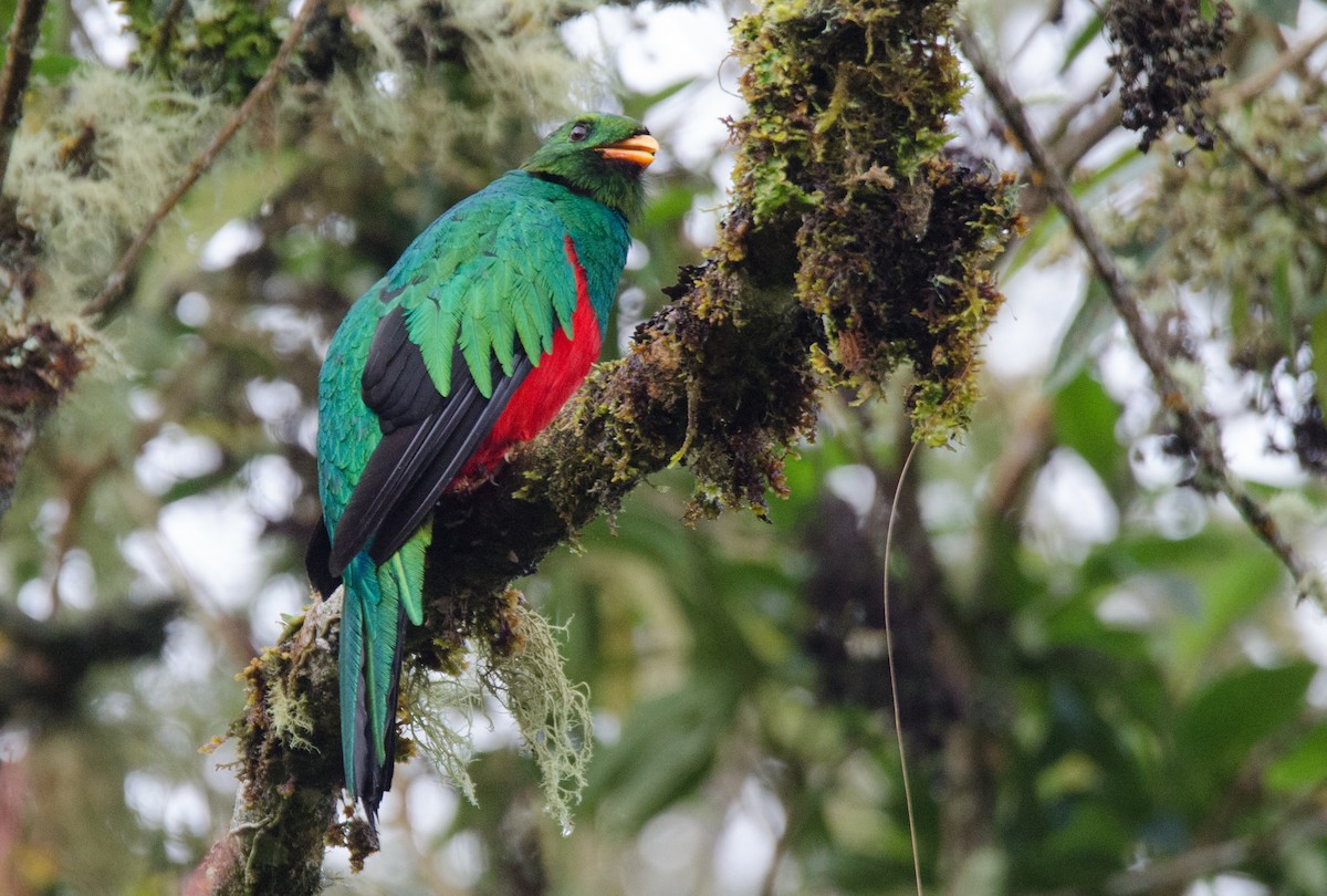 Quetzal Cabecidorado - ML225220371
