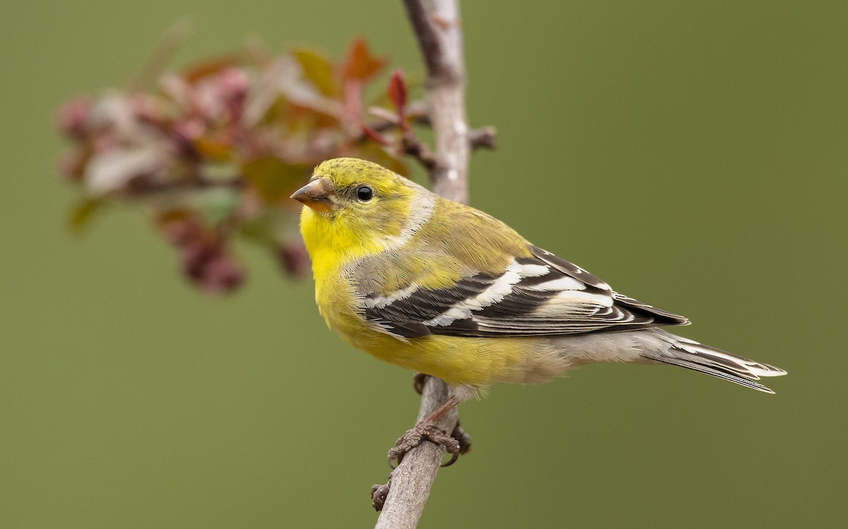 American Goldfinch - Ian Routley