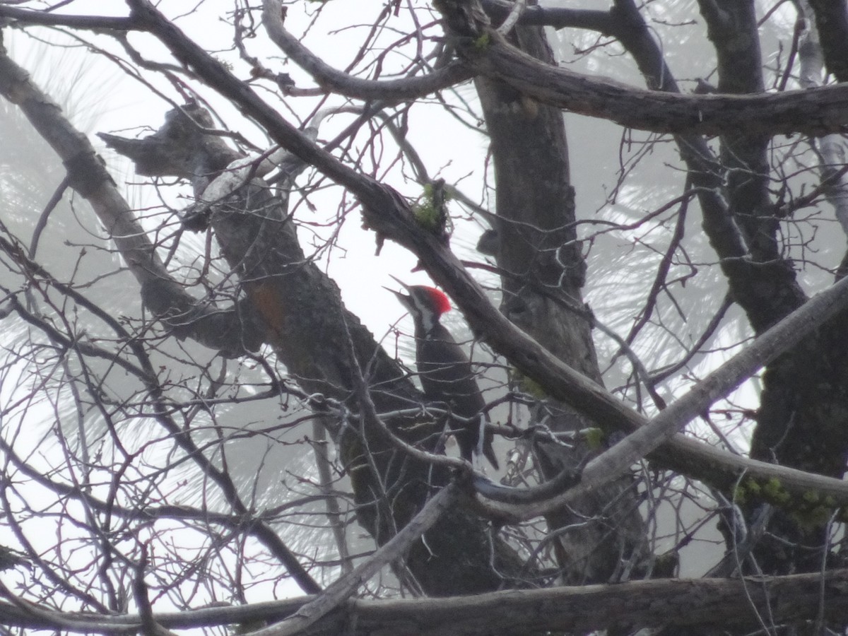 Pileated Woodpecker - ML225226081