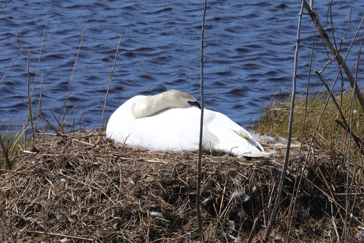 eBird Checklist 19 Apr 2020 Manahawkin WMA 35 species