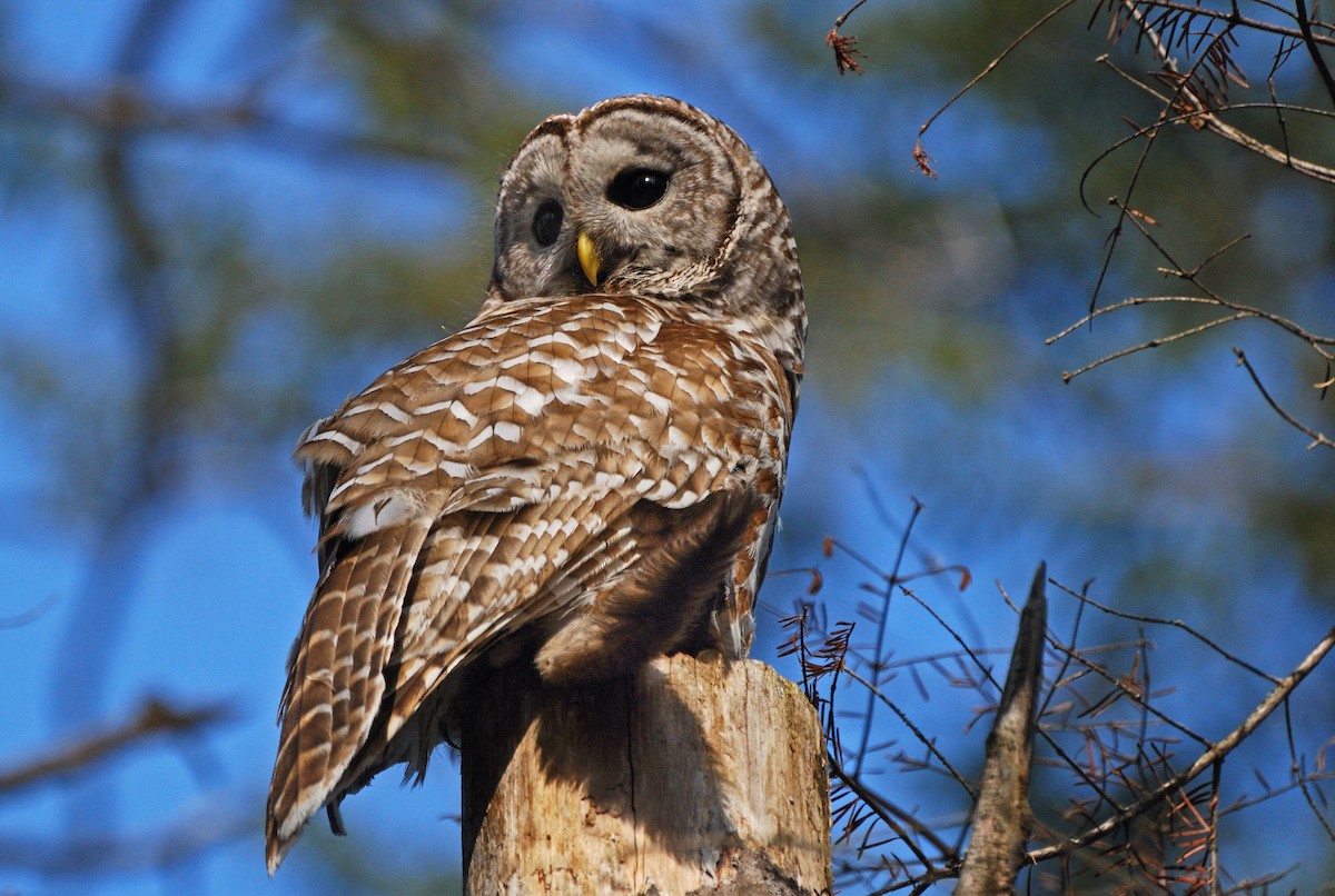 Barred Owl - Robert Plante