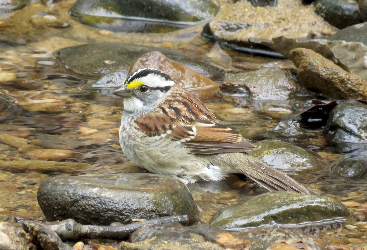 White-throated Sparrow - Elton Morel