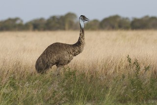 Emu, ML22522901