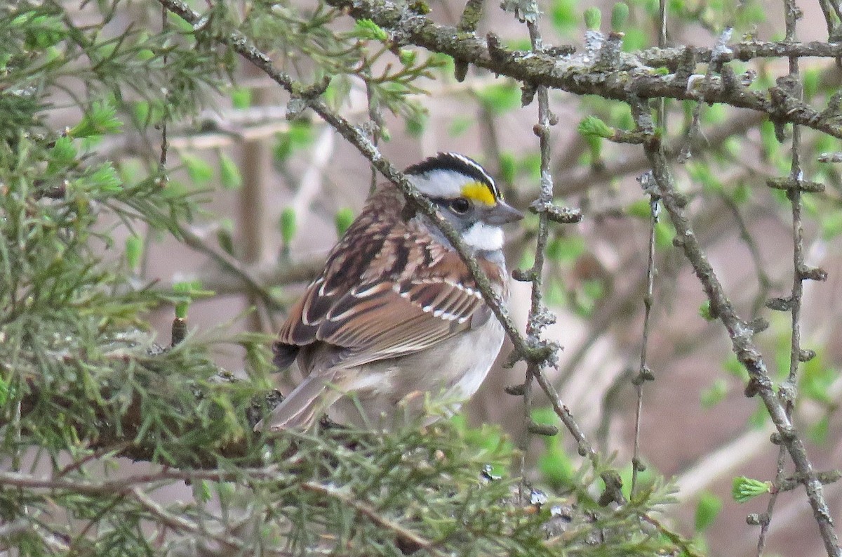 White-throated Sparrow - ML225229281