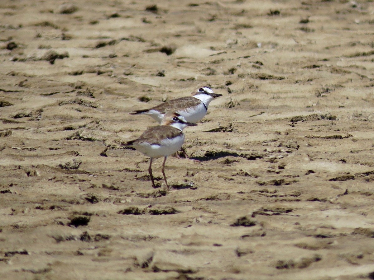 Collared Plover - ML22524271