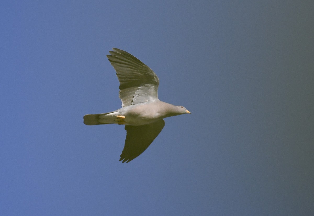 Полосатохвостый голубь - ML225244321
