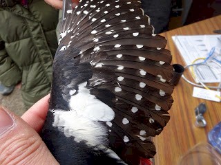 Great Spotted Woodpecker - ML225247471