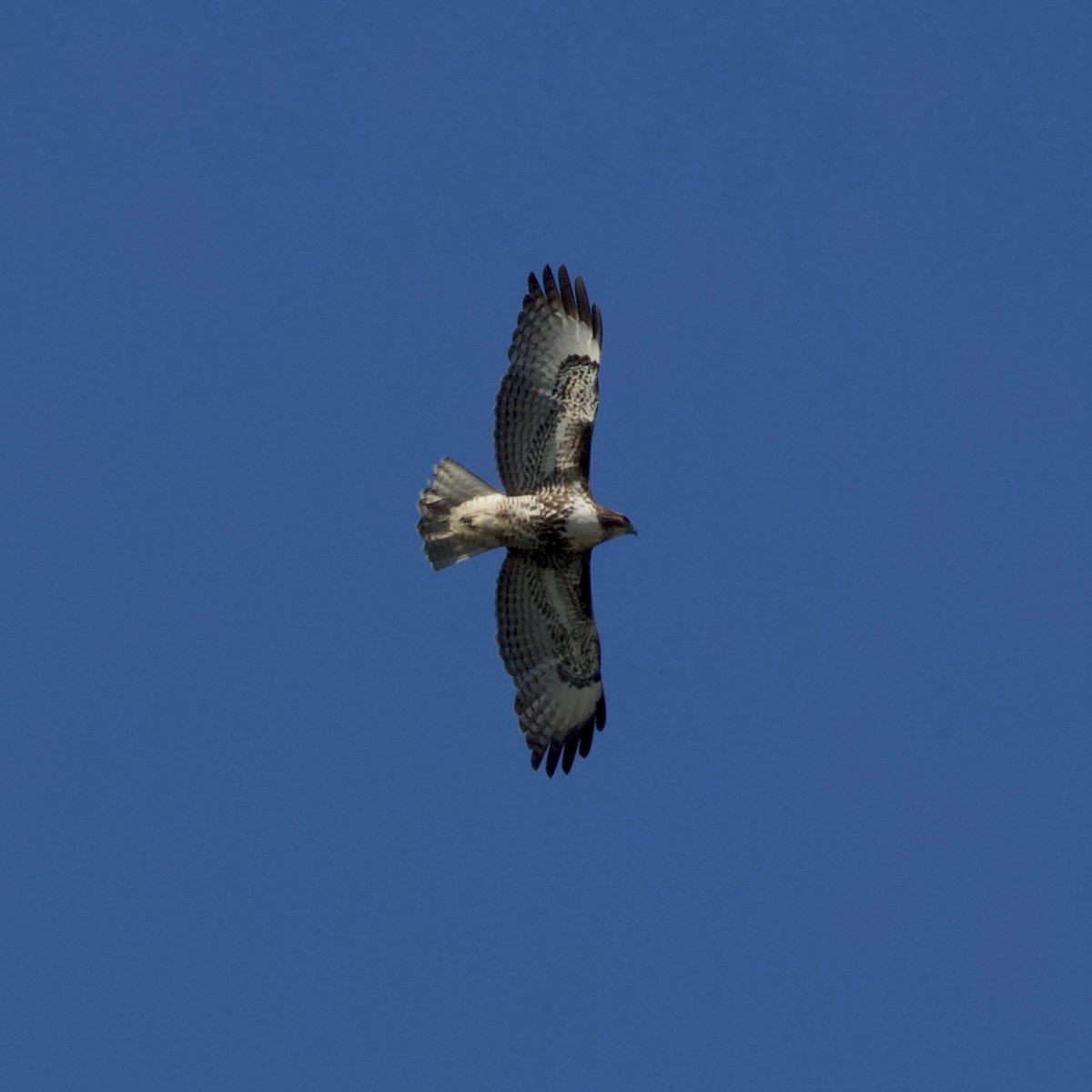 Red-tailed Hawk - ML225247571