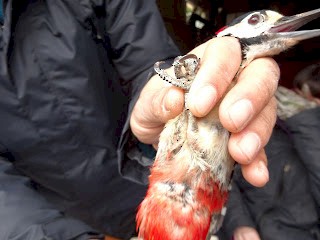 Great Spotted Woodpecker - ML225247611