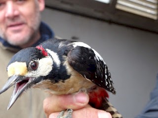 Great Spotted Woodpecker - ML225247641