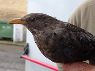 Eurasian Blackbird - ML225248101