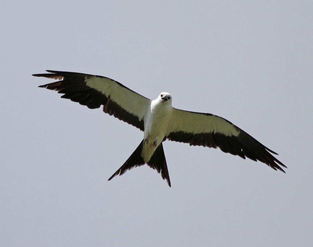 Swallow-tailed Kite - ML225249241