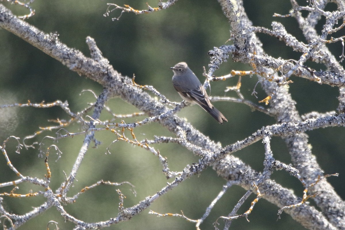 Townsend's Solitaire - ML225256731