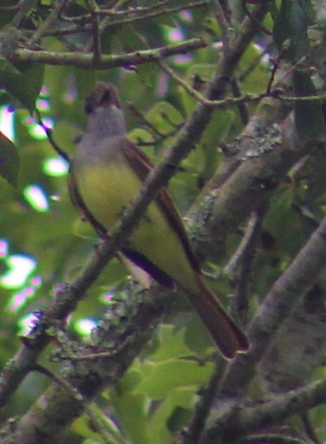 Great Crested Flycatcher - ML225257341