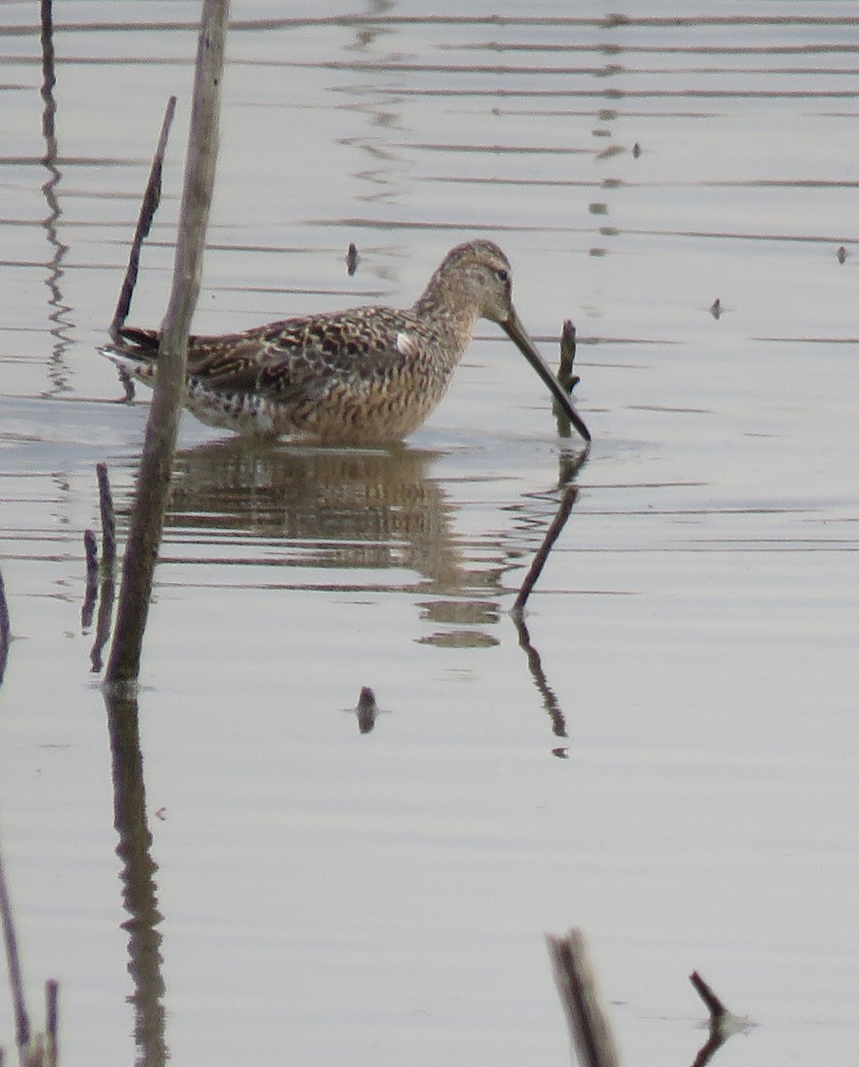 Long-billed Dowitcher - ML225260741