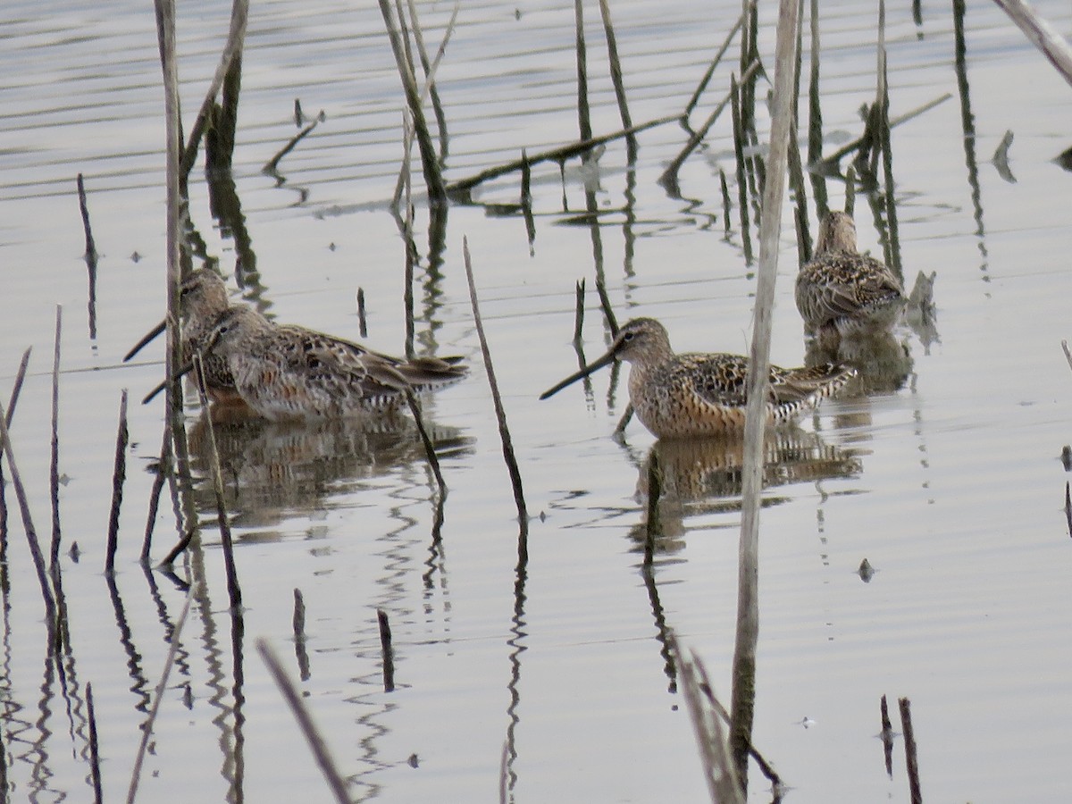 Long-billed Dowitcher - ML225260771