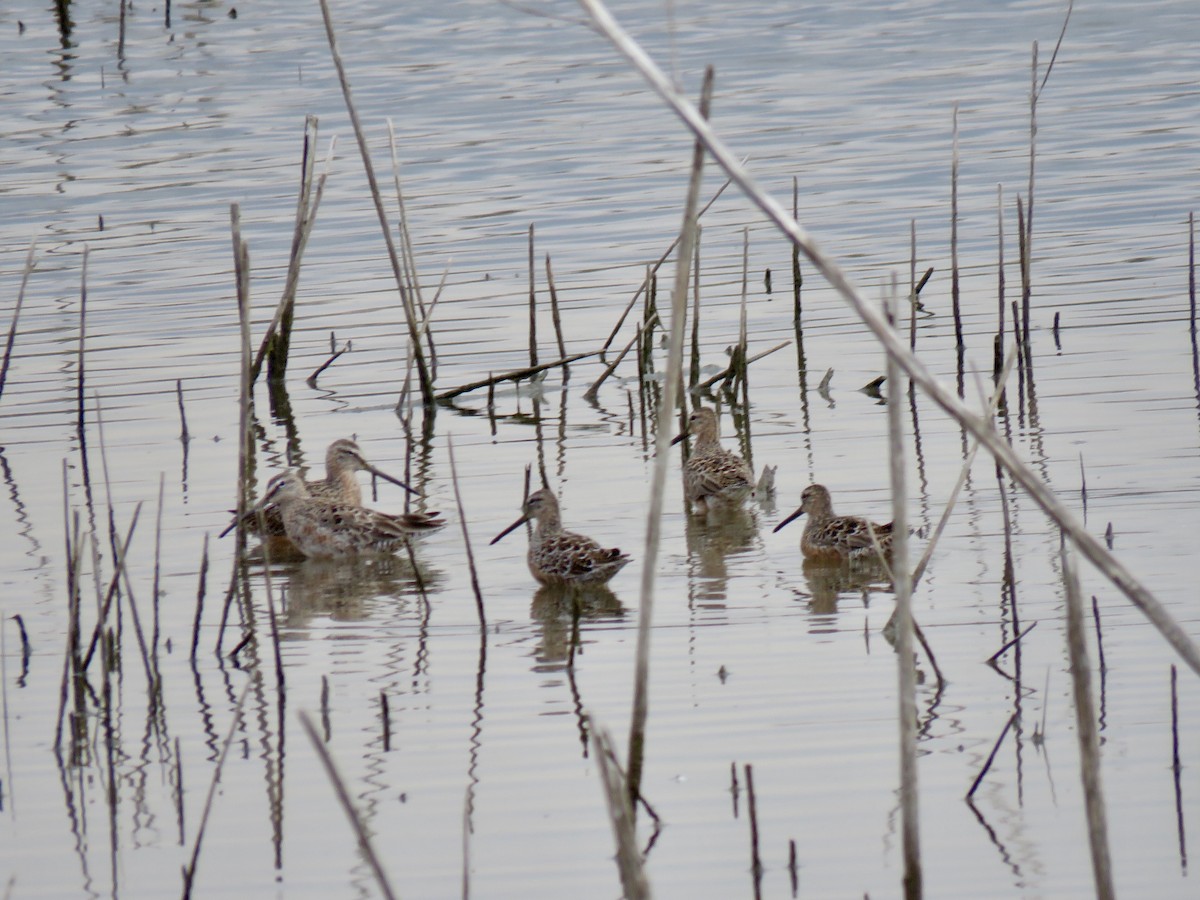 Long-billed Dowitcher - ML225260811