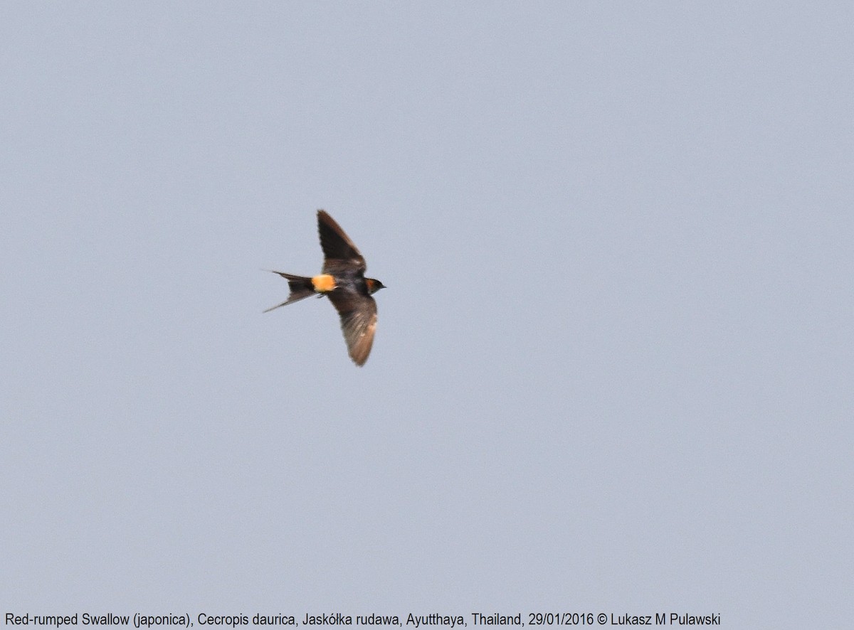 Red-rumped Swallow (Red-rumped) - ML225260921