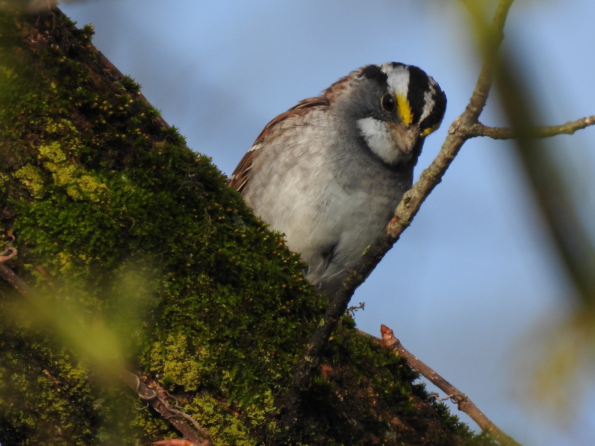 White-throated Sparrow - ML225260981