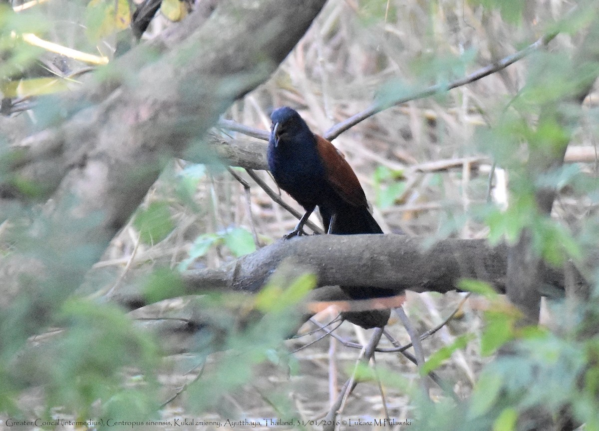 Greater Coucal - ML225262941