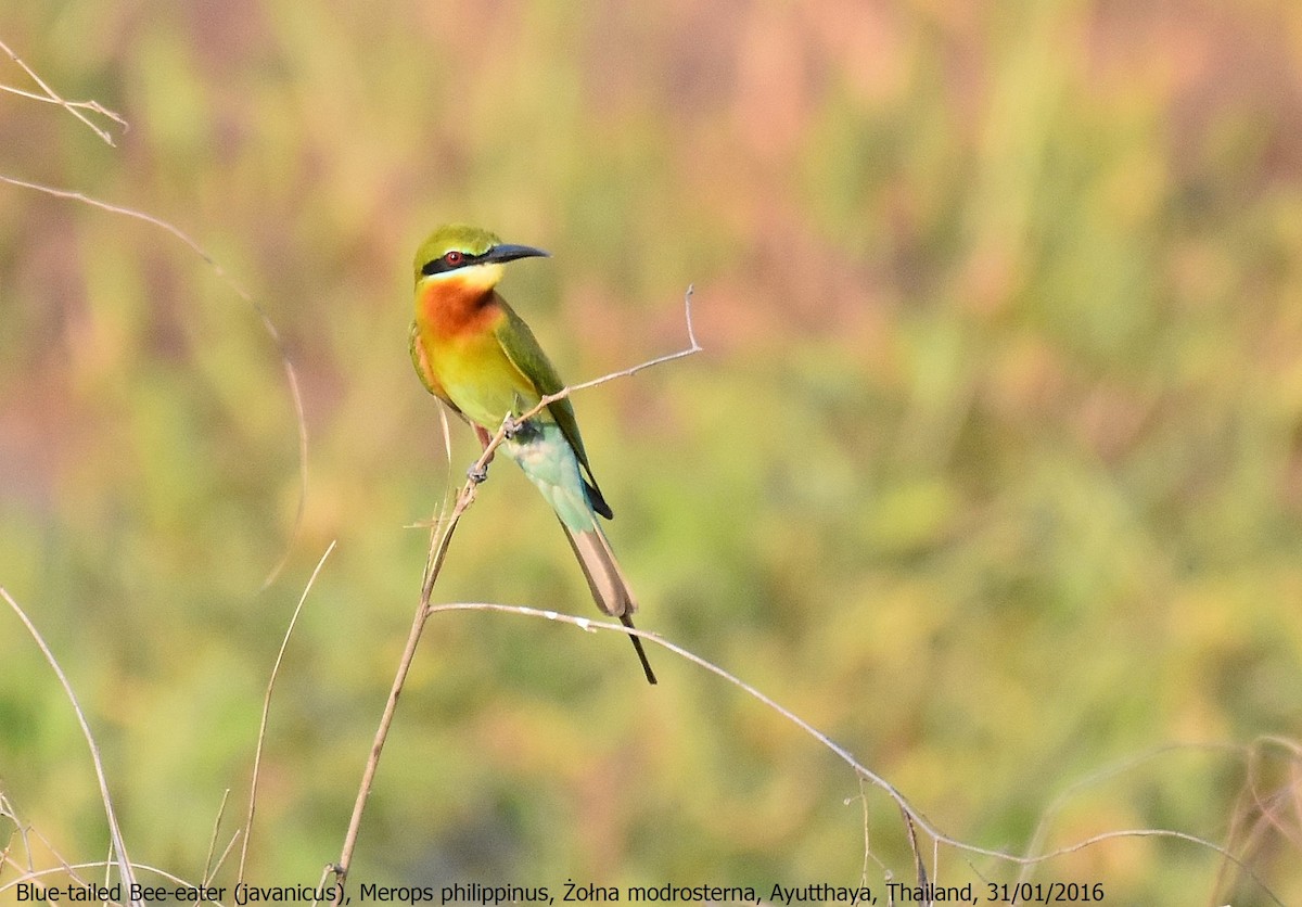 Blue-tailed Bee-eater - ML225263031