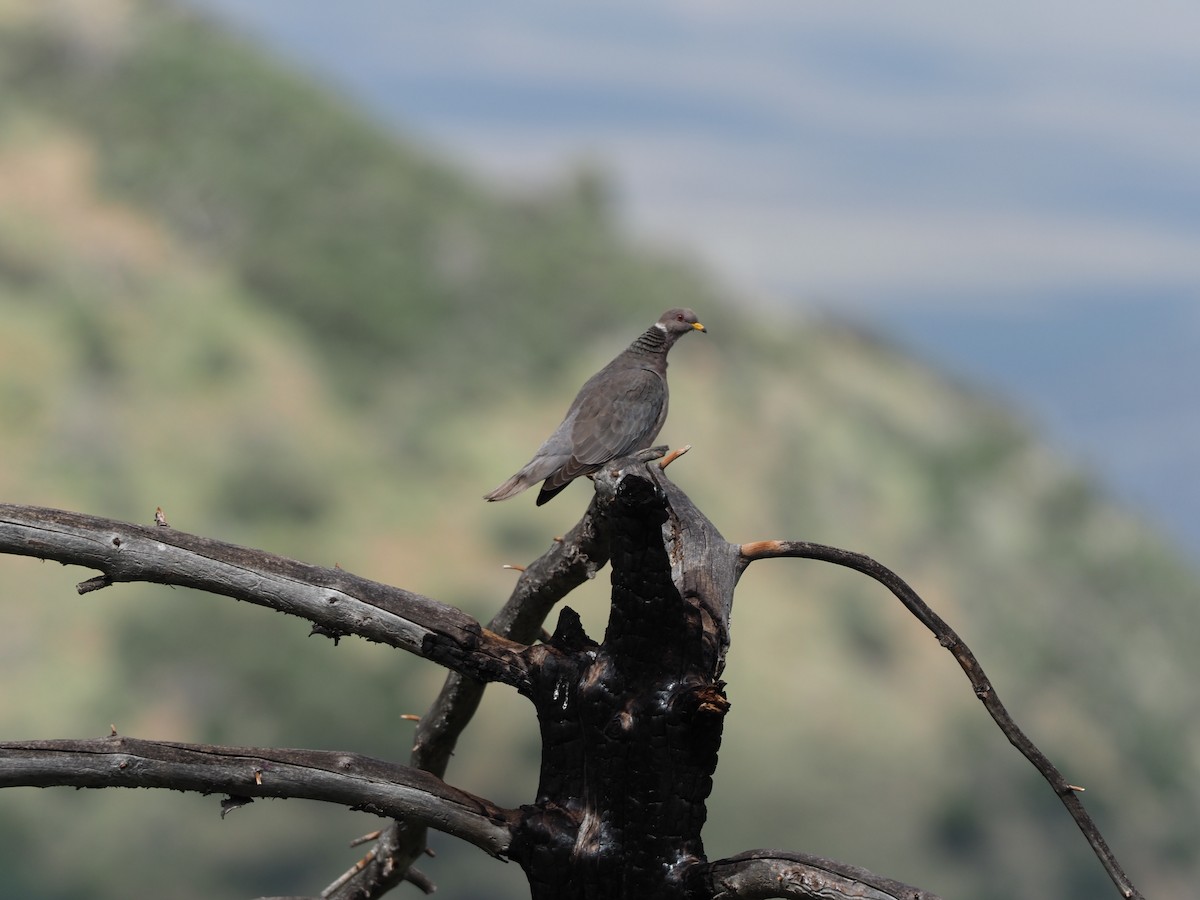 Band-tailed Pigeon - Andrew Jacobson