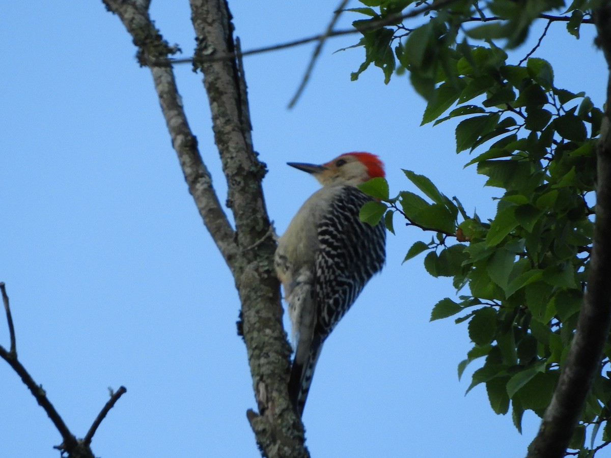 Red-bellied Woodpecker - ML225263911