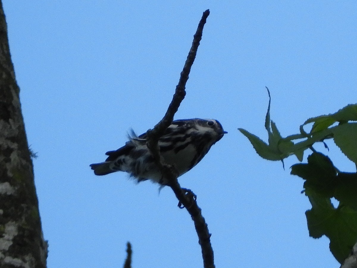 Black-and-white Warbler - ML225263961
