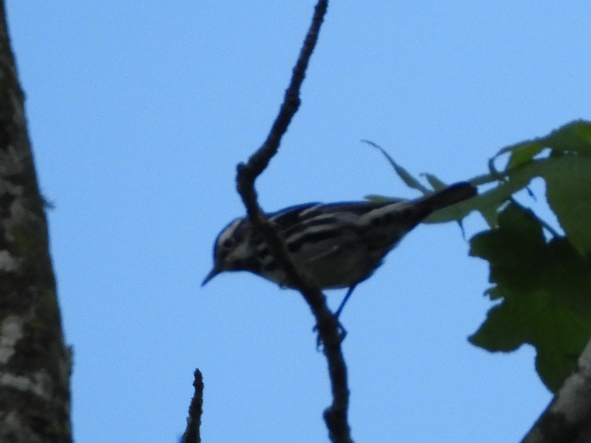 Black-and-white Warbler - ML225264001