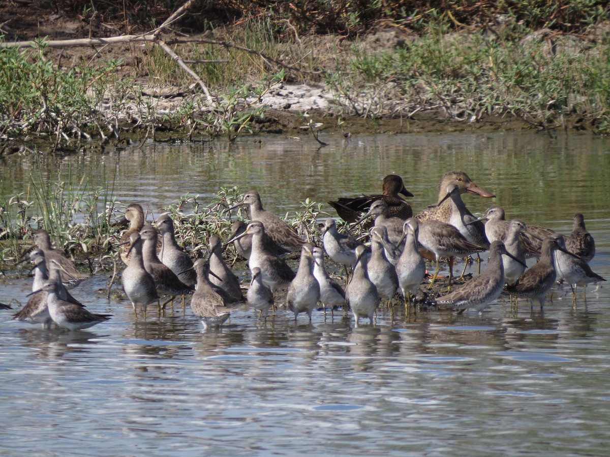 Long-billed Dowitcher - ML22526761