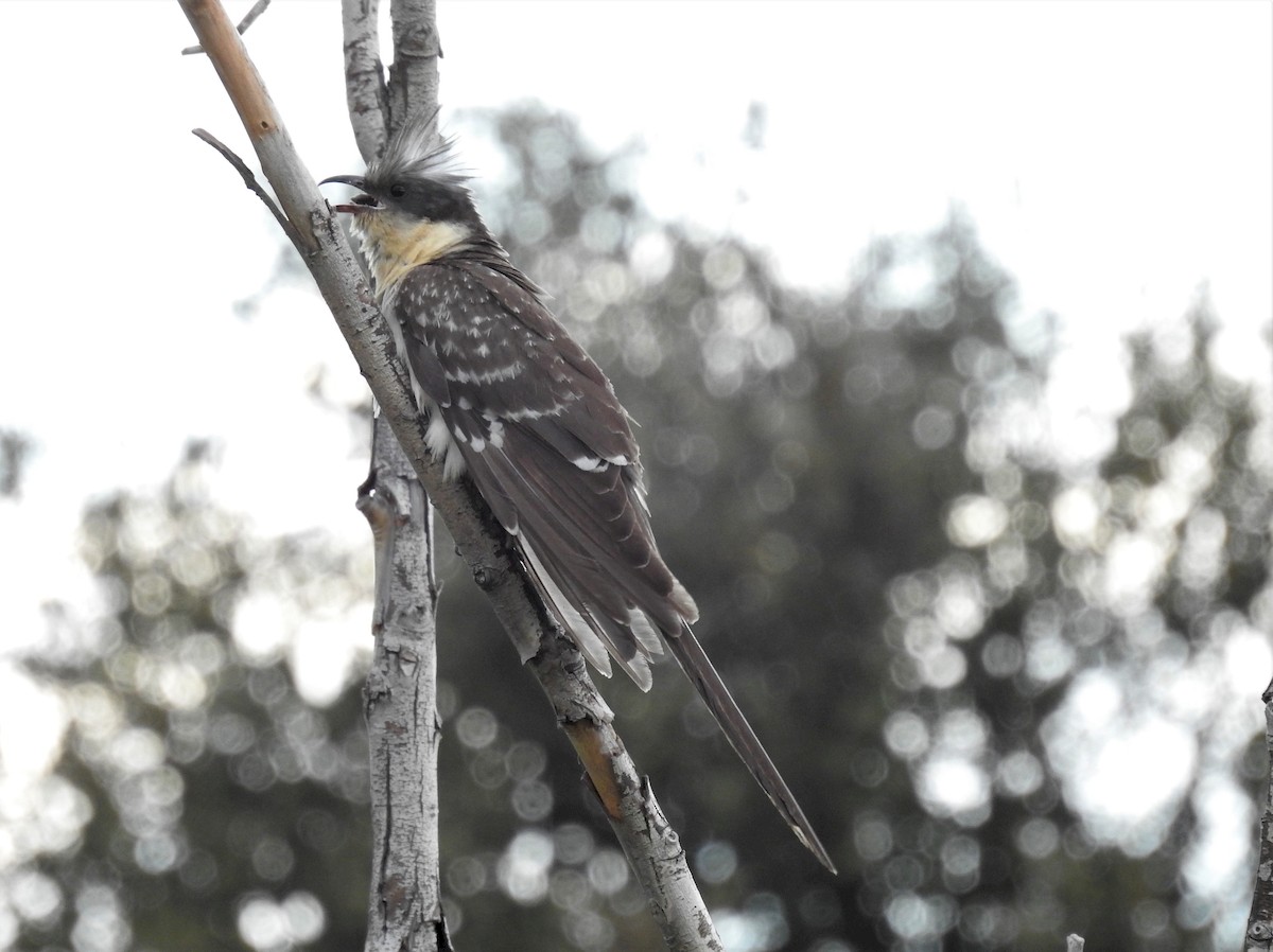 Great Spotted Cuckoo - ML225268791