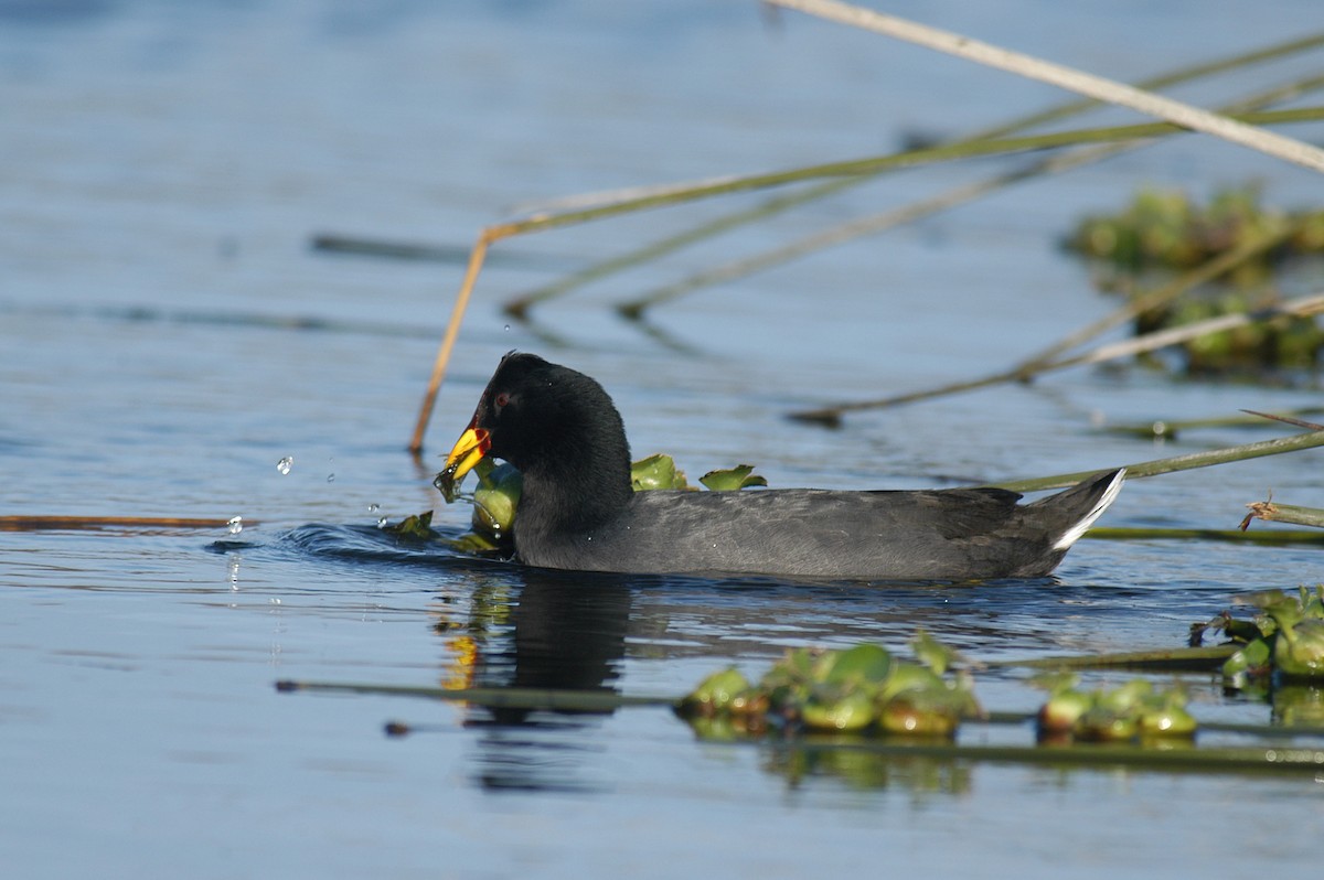 Red-fronted Coot - ML22527251