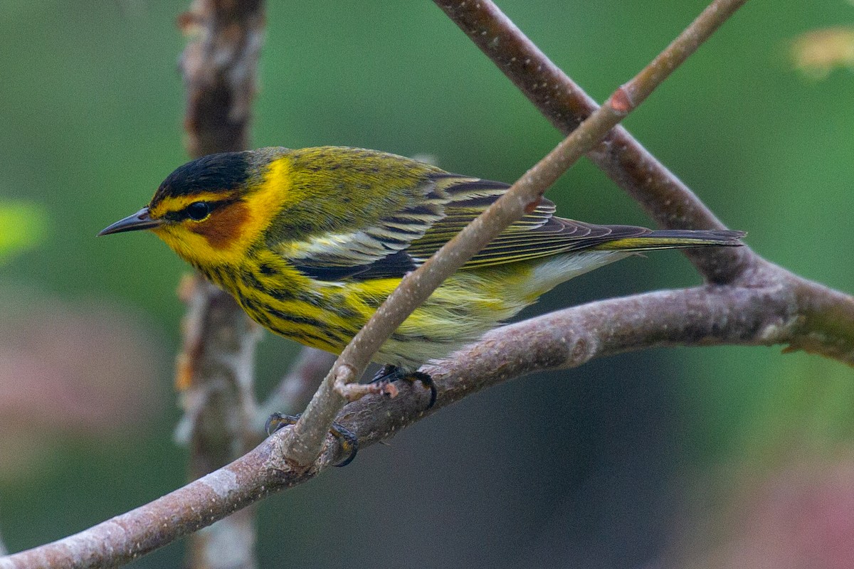 Cape May Warbler - Will Chatfield-Taylor