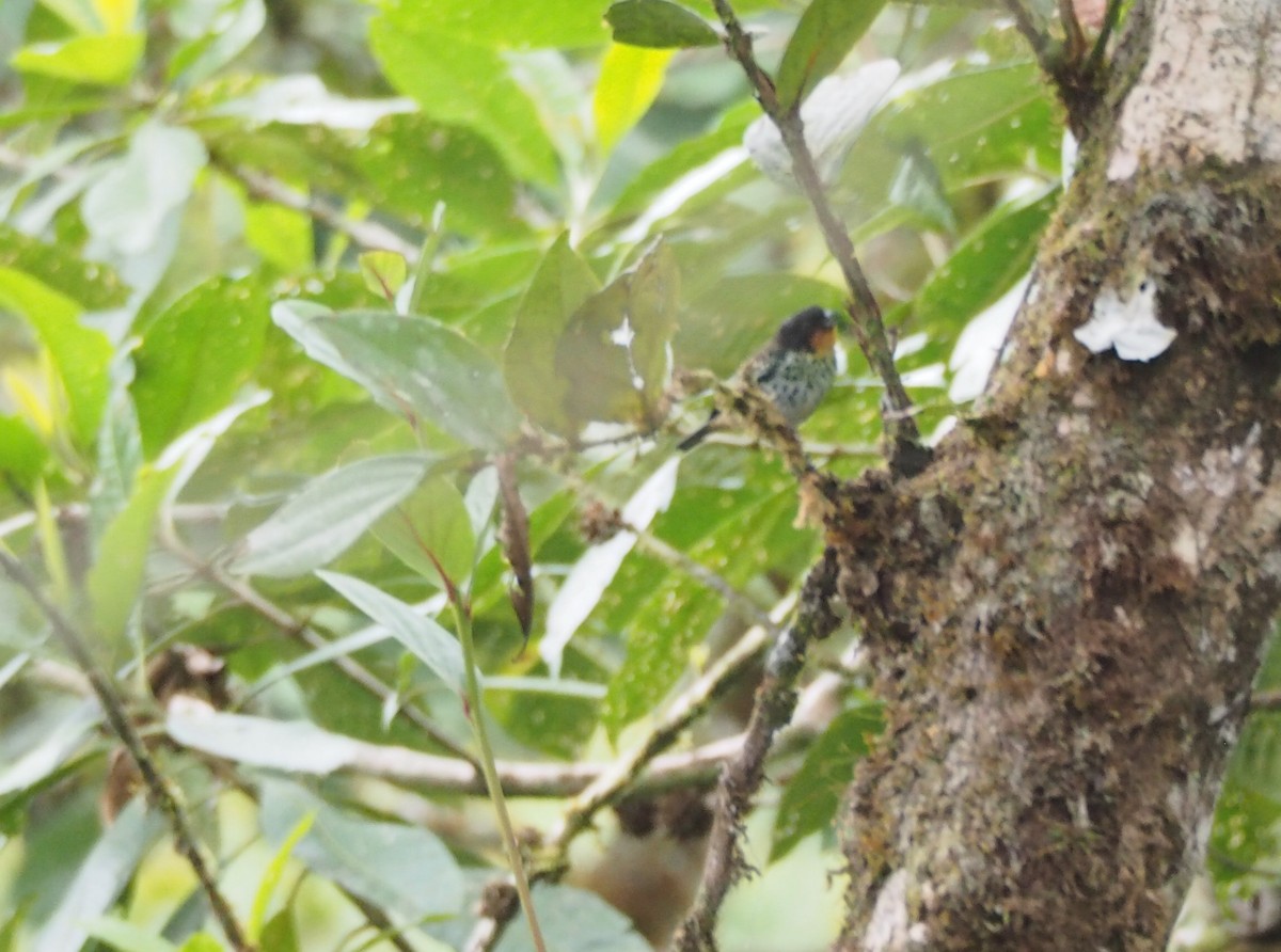 Rufous-throated Tanager - ML225277511